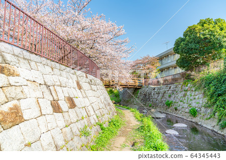 日本的春天日本神奈川縣川崎市,沿日卡奇本川市(一田和Noborito附近)一排櫻花樹 日本的春天日本神奈川縣川崎市,沿日卡奇本川市(一田和Noborito附近)一排櫻花樹 64345443