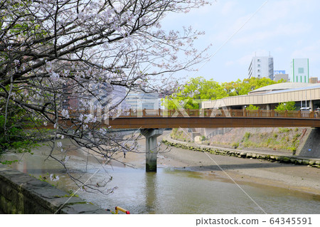 江東大橋和櫻花 江東大橋和櫻花 64345591