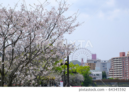 櫻花盛開的小月川風景 櫻花盛開的小月川風景 64345592