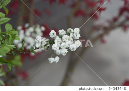 Shimimibana 64345648