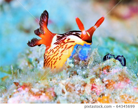 Japanese Wagtail Ryugu Nudibranch during meals (1) Japanese Wagtail Ryugu Nudibranch during meals (1) 64345699