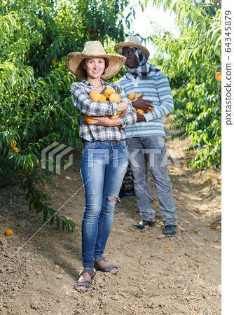 Owners of orchard with peaches in hands Owners of orchard with peaches in hands 64345879