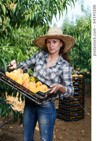 Woman holding box with harvested peaches Woman holding box with harvested peaches 64345886