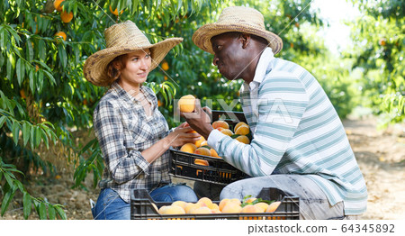 Couple harvesting peaches Couple harvesting peaches 64345892