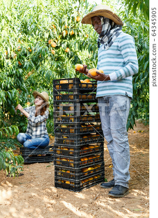 Successful male owner of orchard gathering harvest of ripe peaches on sunny day Successful male owner of orchard gathering harvest of ripe peaches on sunny day 64345905