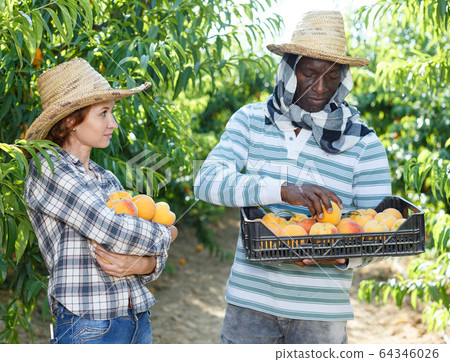 Couple harvesting peaches 64346026