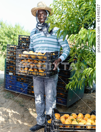 Portrait of smiling African-American farmer with boxes of freshly harvested ripe peaches in fruit garden Portrait of smiling African-American farmer with boxes of freshly harvested ripe peaches in fruit garden 64346027