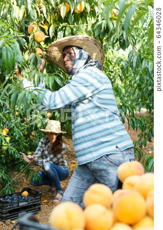 Man picking ripe peaches Man picking ripe peaches 64346028