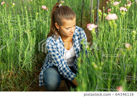Portrait of florist with flowers carnation in greenhouse 64346116