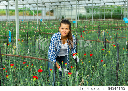 Young female florist working with dianthus red plants in hothouse Young female florist working with dianthus red plants in hothouse 64346160