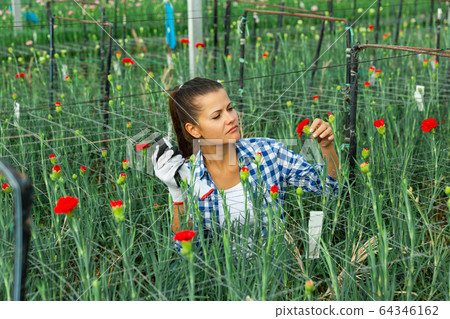 Young woman gardening red carnation flowers indoors Young woman gardening red carnation flowers indoors 64346162