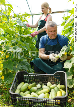 Man with woman harvesting cucumbers 64346232