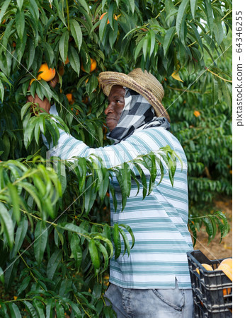 Man picking ripe peaches Man picking ripe peaches 64346255