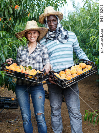 Couple holding boxes with peaches Couple holding boxes with peaches 64346261