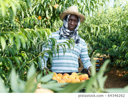 Man with box of peaches 64346262