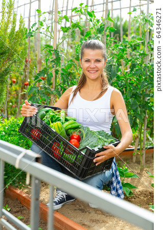 Joyful woman harvesting vegetables in a box Joyful woman harvesting vegetables in a box 64346271