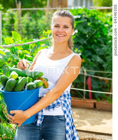 Farmer girl picks cucumbers in a bucket in the garden 64346308