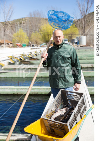Farmer catching sturgeon with landing net 64346456