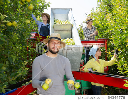 Portrait of confident man with box of apples. Workers collecting boxes in the sorting platform Portrait of confident man with box of apples. Workers collecting boxes in the sorting platform 64346776