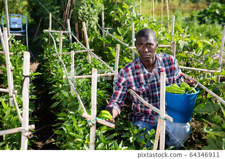 Positive afro male farmer picking carefully bell peppers in bucket on plantation Positive afro male farmer picking carefully bell peppers in bucket on plantation 64346911