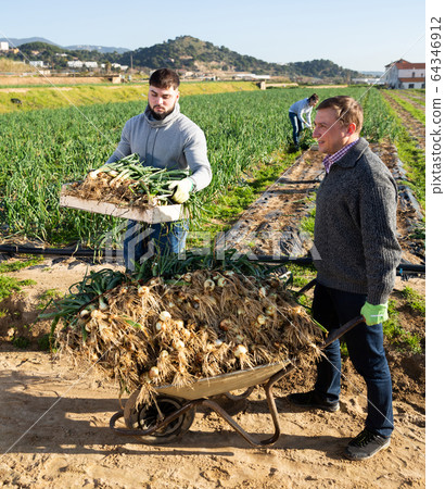 Team of workers harvests green onions on a plantation Team of workers harvests green onions on a plantation 64346912