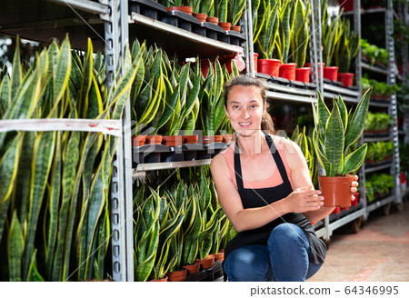 Young female florist in apron showing plant of Sansevieria Laurenti Young female florist in apron showing plant of Sansevieria Laurenti 64346995