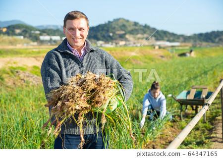 Farmer harvests garlic on the field and puts in plastic box for sale in the market Farmer harvests garlic on the field and puts in plastic box for sale in the market 64347165
