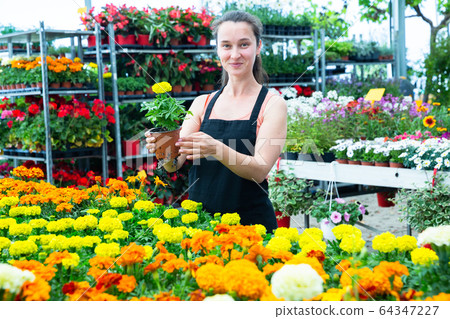 Female florist checking potted flowers French marigold 64347227