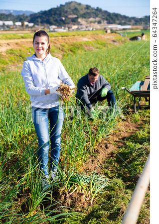 Smiling woman harvesting green garlic 64347264