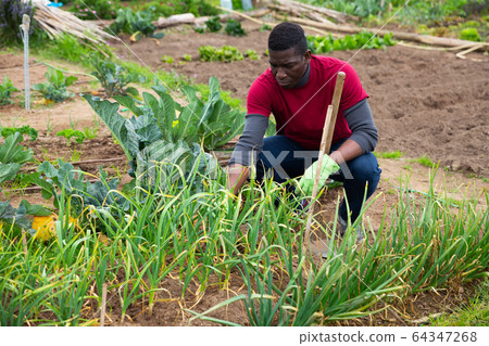 African american man gardener with mattock working in garden African american man gardener with mattock working in garden 64347268