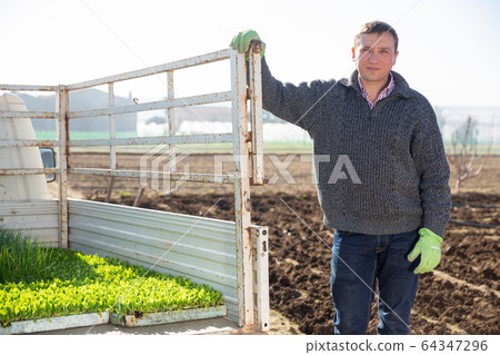Confident farmer stands near to truck with lettuce seedlings Confident farmer stands near to truck with lettuce seedlings 64347296