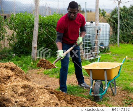 African man digging manure to fertilize soil 64347352