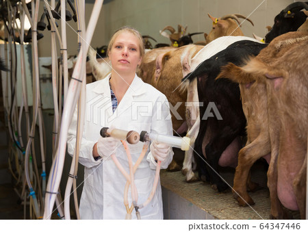 Female farmer ready for goat milking 64347446