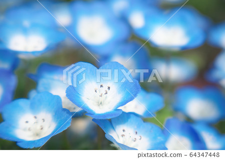 喜林草 64347448
