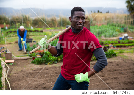 African american man horticulturist with mattock in garden African american man horticulturist with mattock in garden 64347452