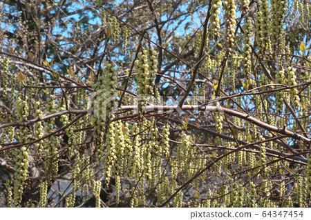 Kiboshi之花 64347454