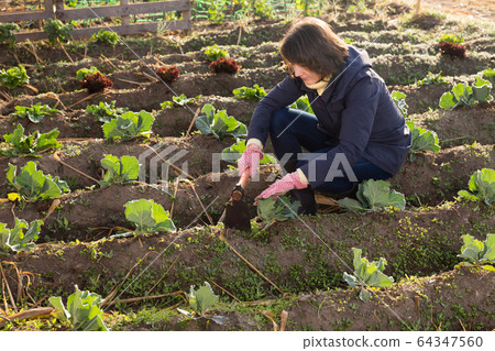 Woman hoeing in garden 64347560