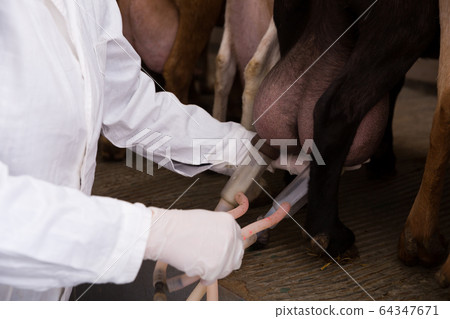 Hands of farmer controlling machine milking of goats 64347671