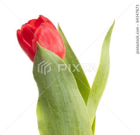 Red tulip isolated Red tulip isolated 64347673