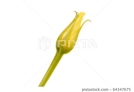 Tiny white rose isolated on white background Tiny white rose isolated on white background 64347675