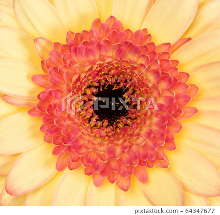 Gerbera flower isolated on white, orange Gerbera flower isolated on white, orange 64347677
