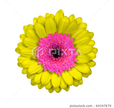 Gerbera flower isolated on white, yellow and pink 64347679