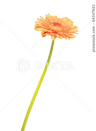 Gerbera flower isolated on white, orange Gerbera flower isolated on white, orange 64347681