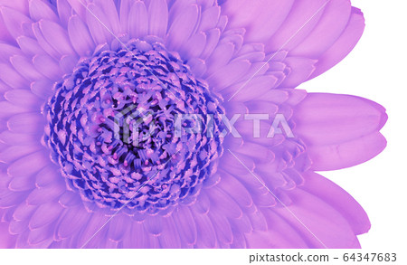 Gerbera flower isolated on white, purple Gerbera flower isolated on white, purple 64347683