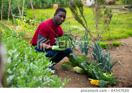 African american gardener picking fresh cabbage in garden African american gardener picking fresh cabbage in garden 64347689