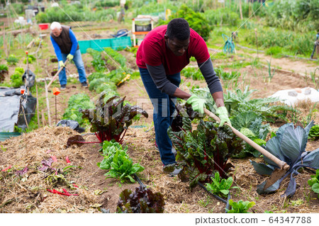 African American working with hoe in kitchen garden 64347788