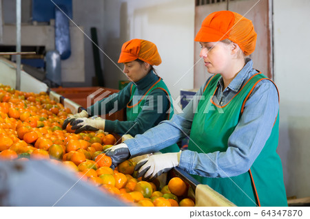 Two adult women working on citrus sorting line Two adult women working on citrus sorting line 64347870