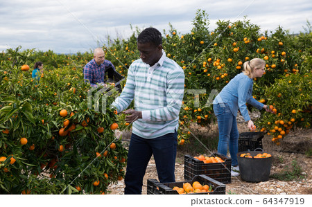 African-American man picking ripe tangerines African-American man picking ripe tangerines 64347919