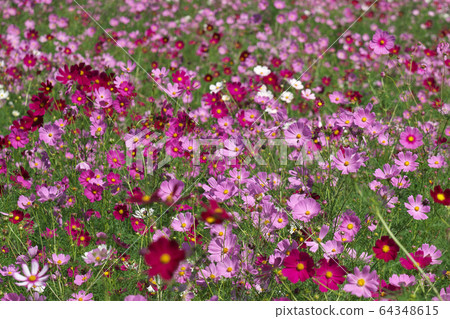 Cosmos flower field Cosmos flower field 64348615