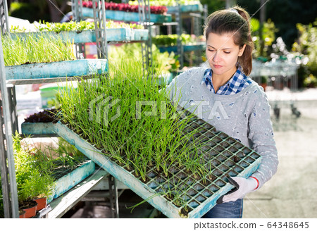 Woman checking seedlings in garden store Woman checking seedlings in garden store 64348645
